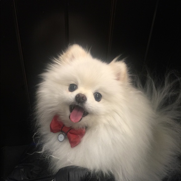 Meet your Posher, Arabella - Picture 3 of 8